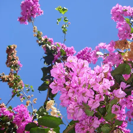 公寓 Vidakovic 乌格连