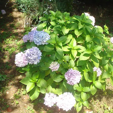 公寓 Vidakovic 乌格连