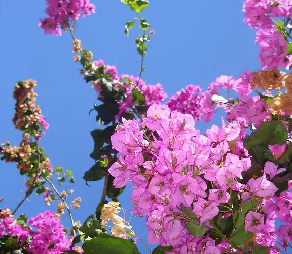 Apartman Vidakovic Ugljan