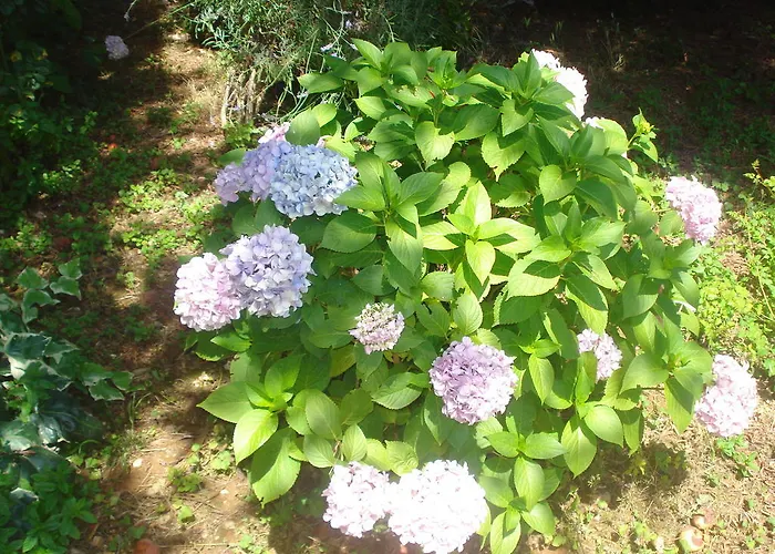 Apartman Vidakovic Ugljan